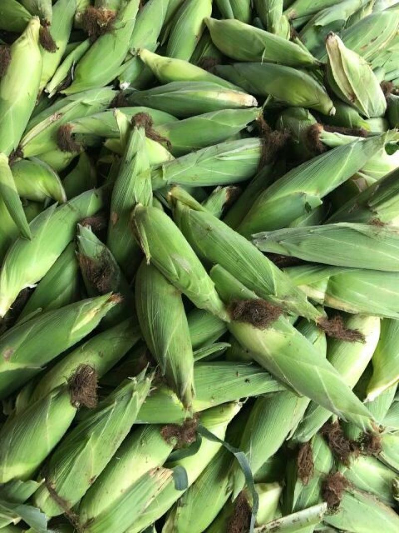 黄玉米16~20%