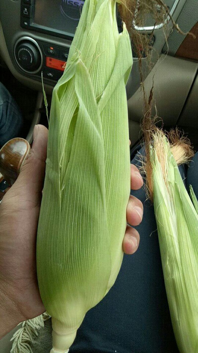 黄玉米16~20%