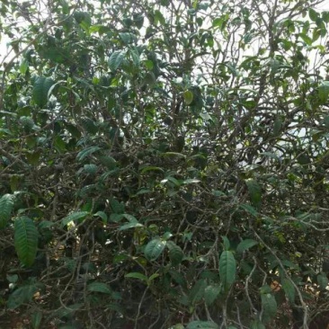 古树茶一级