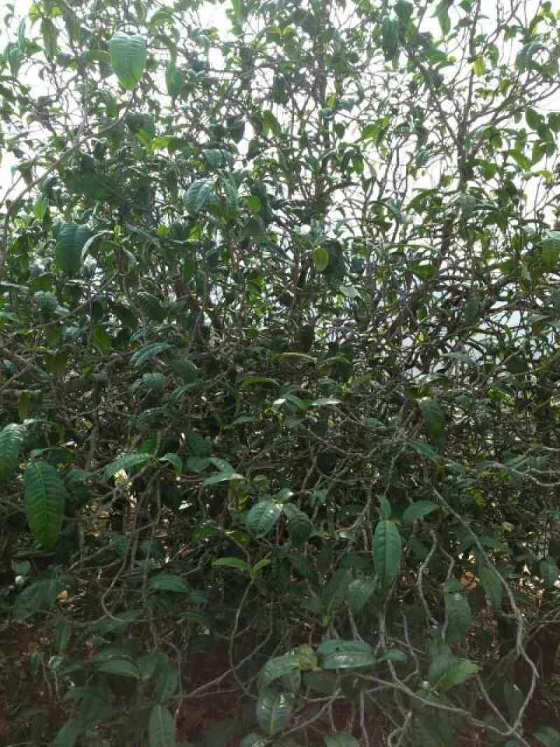 古树茶一级