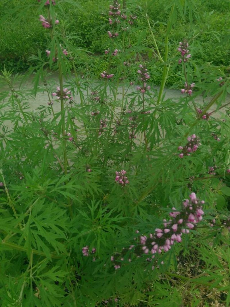 益母草益母草全草