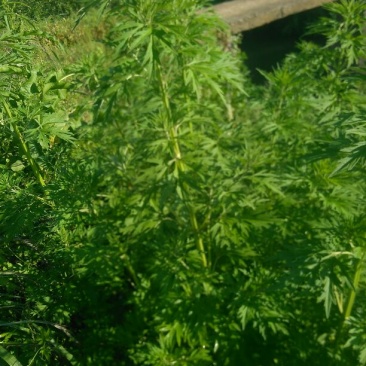 益母草益母草全草