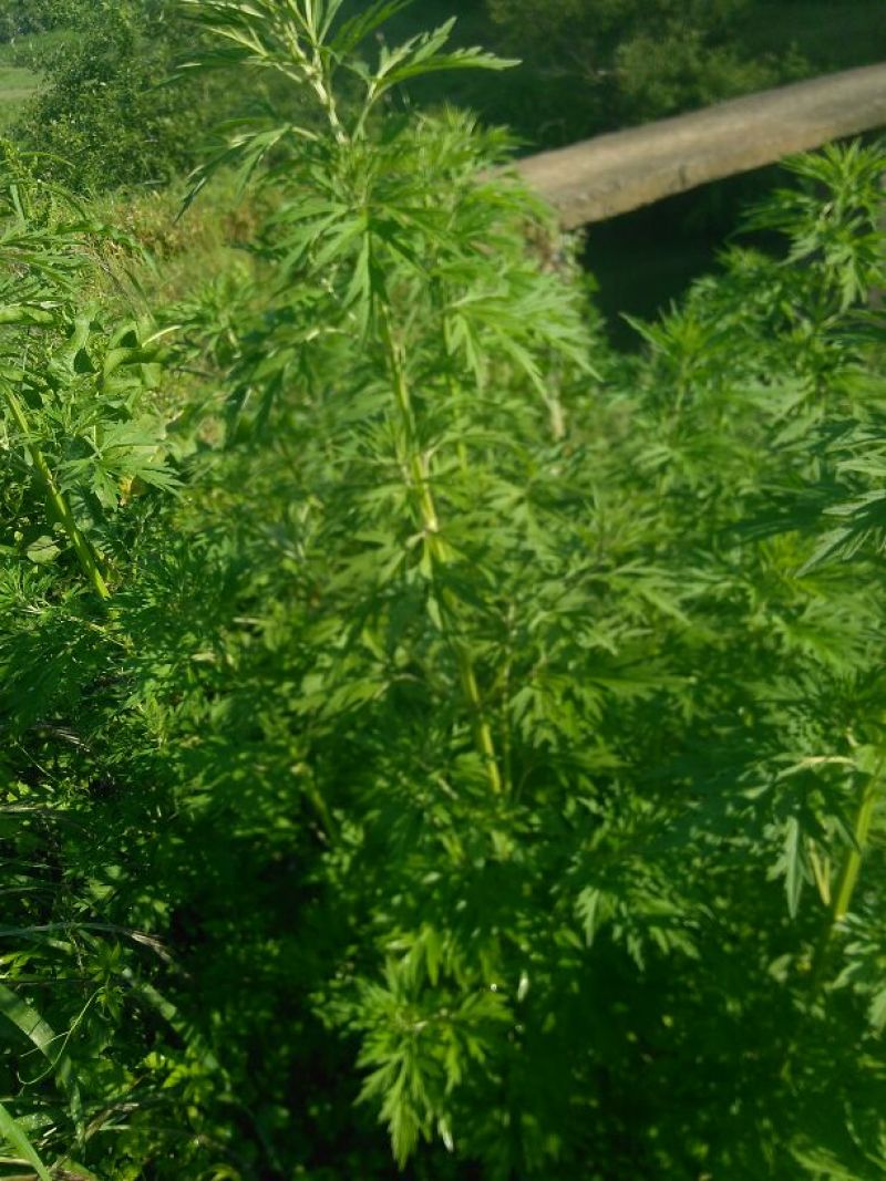 益母草益母草全草