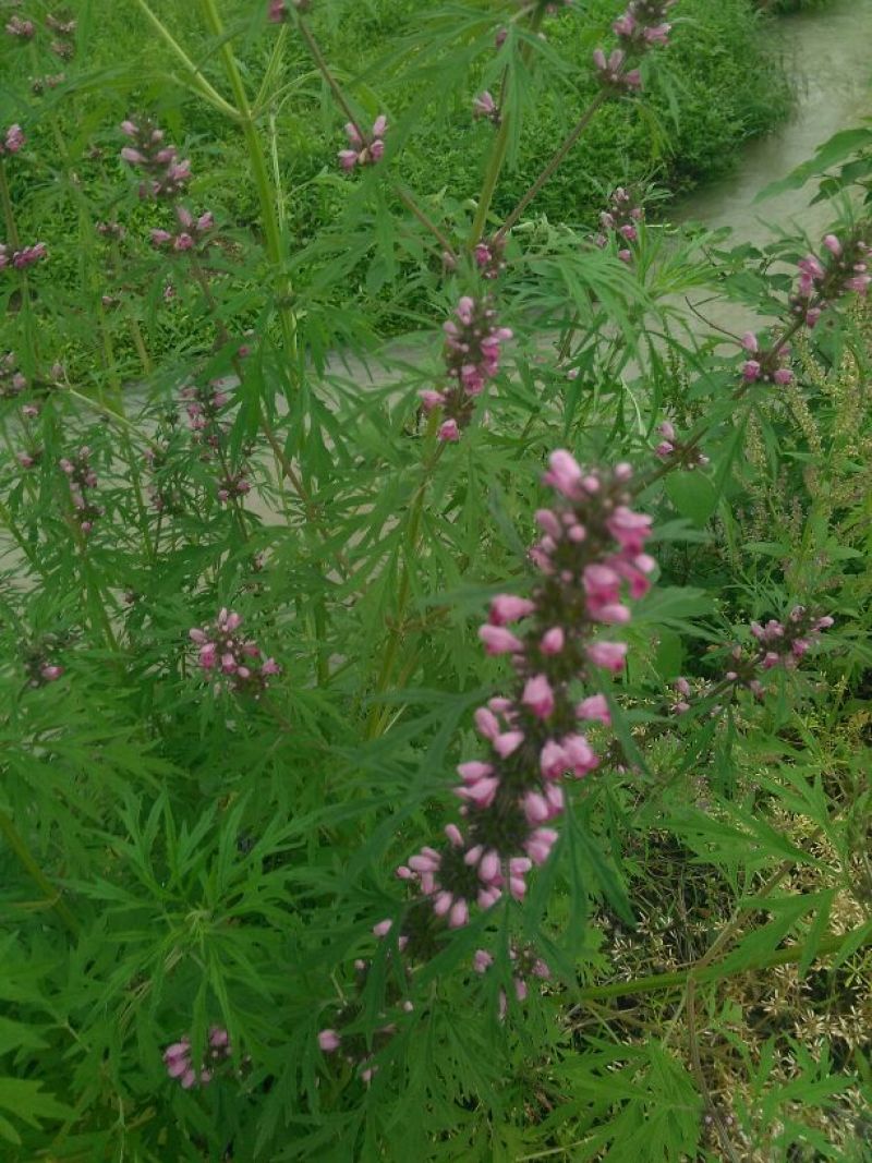 益母草益母草全草