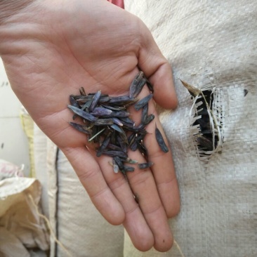 板蓝根种子，纯新籽，一年生药材的不二选择