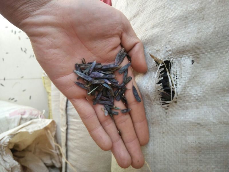 板蓝根种子，纯新籽，一年生药材的不二选择