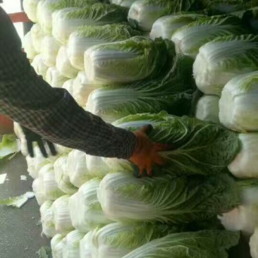 精品玲珑黄大白菜，黄心无虫眼无花边不起苔产地直发一手货源