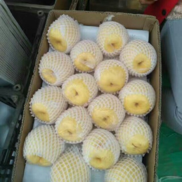 雪梨