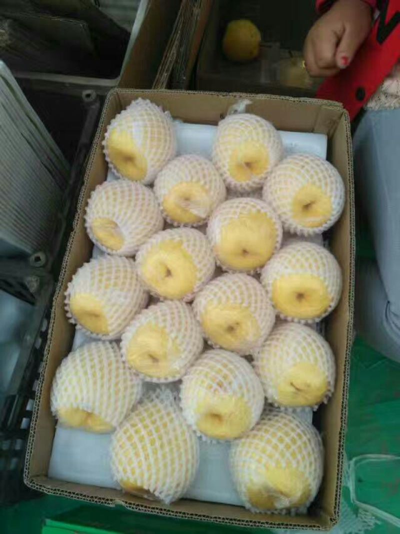 雪梨