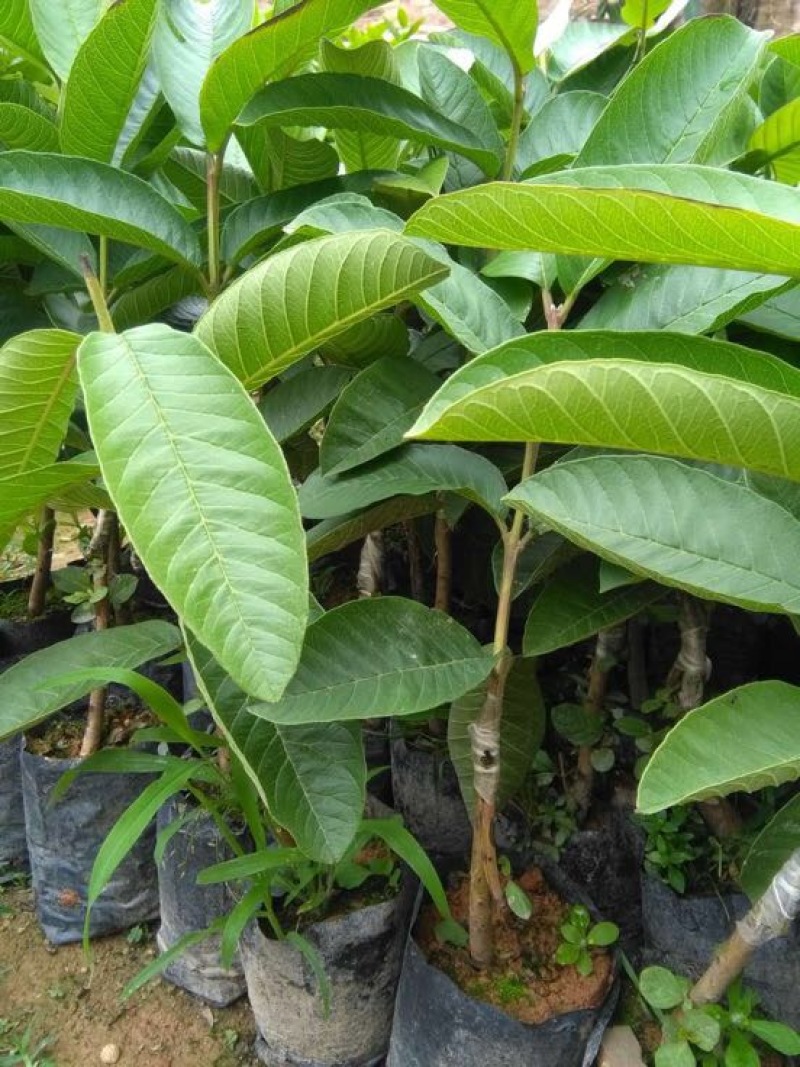 西瓜番石榴苗30~50cm