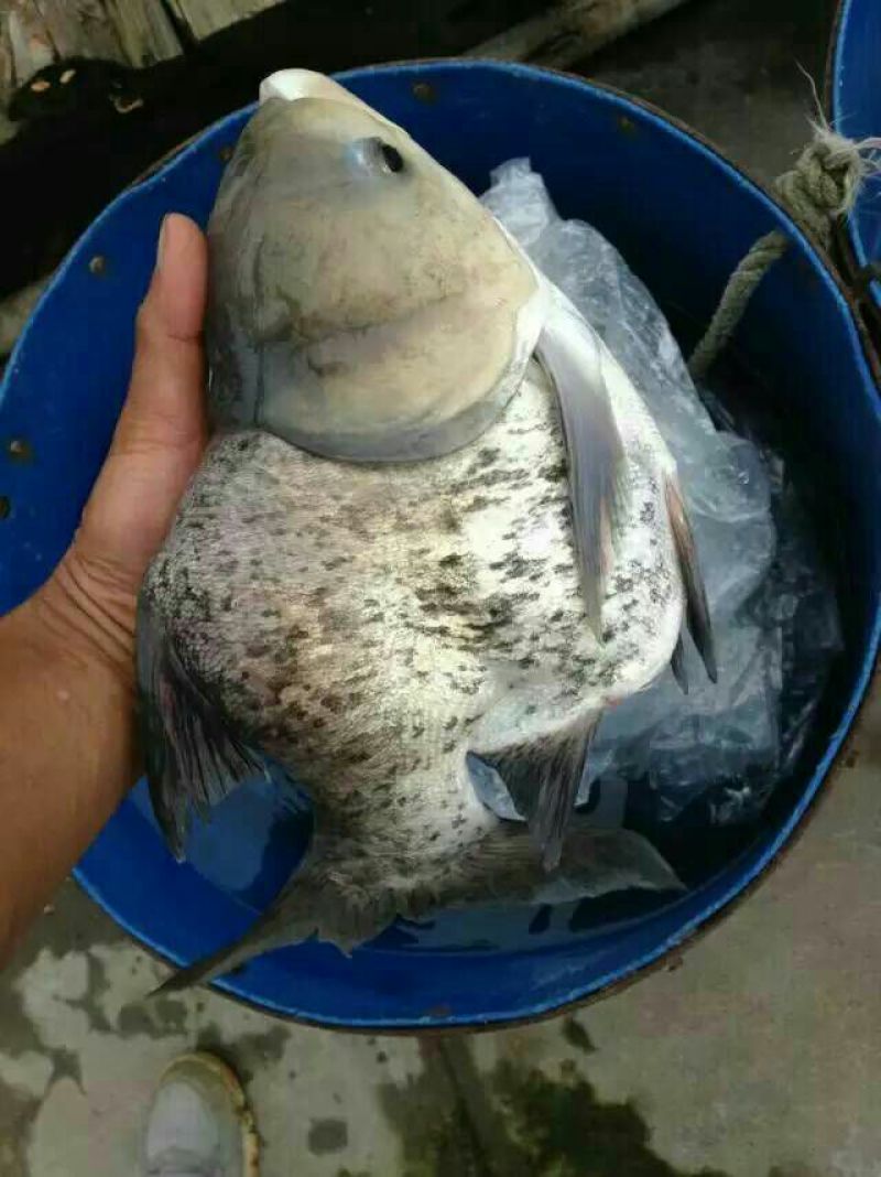 花鲢苗