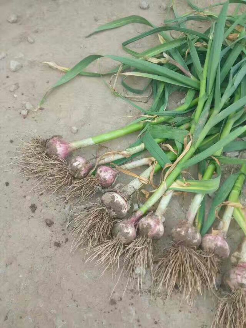 大蒜混级统货