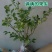 蓝莓苗1~2年30~50cm