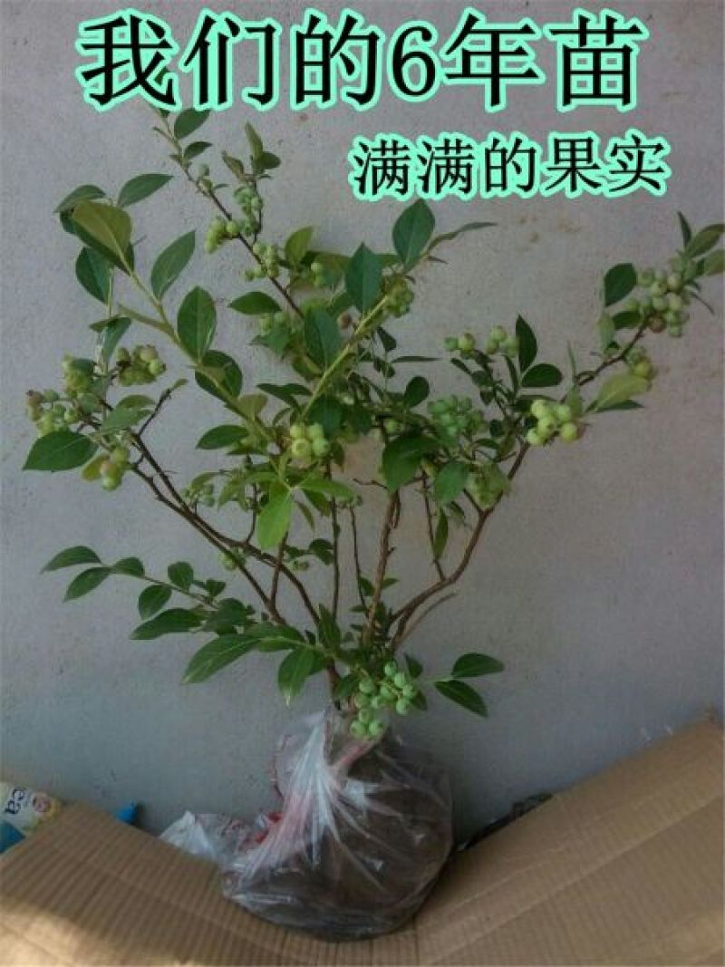 蓝莓苗1~2年30~50cm