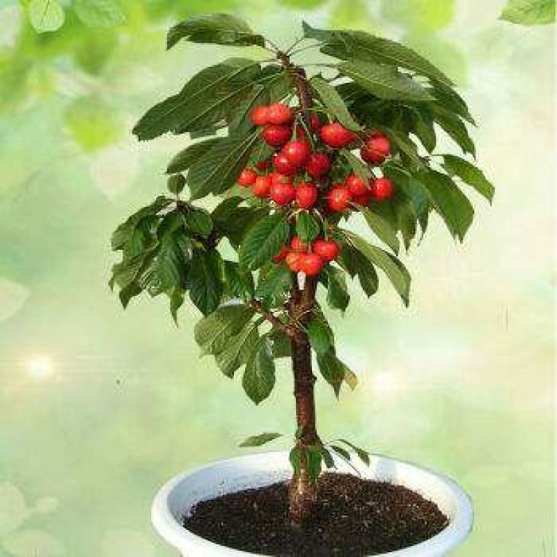 蓝莓苗1~2年30~50cm