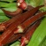 黄秋葵种子97%以上