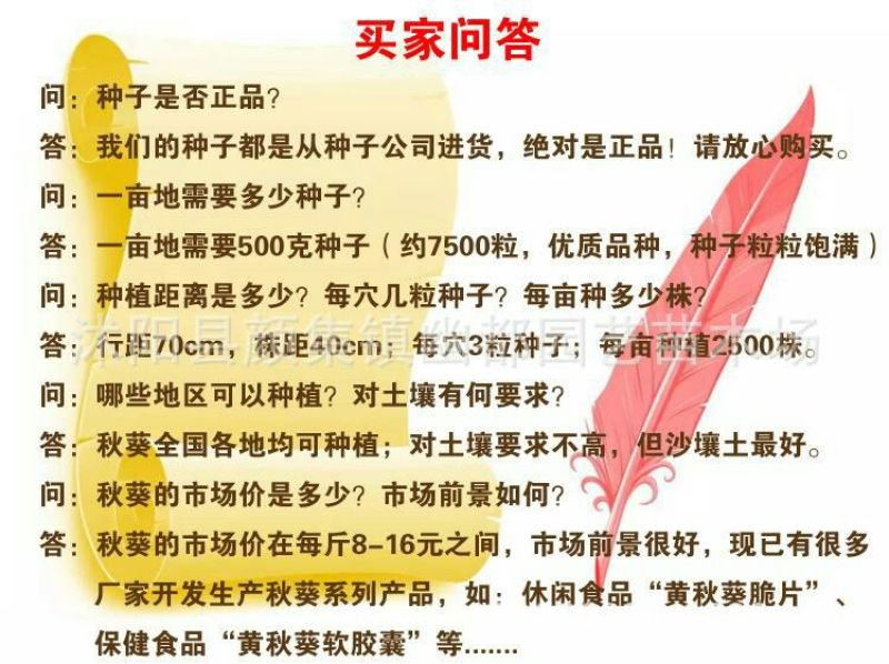 黄秋葵种子97%以上