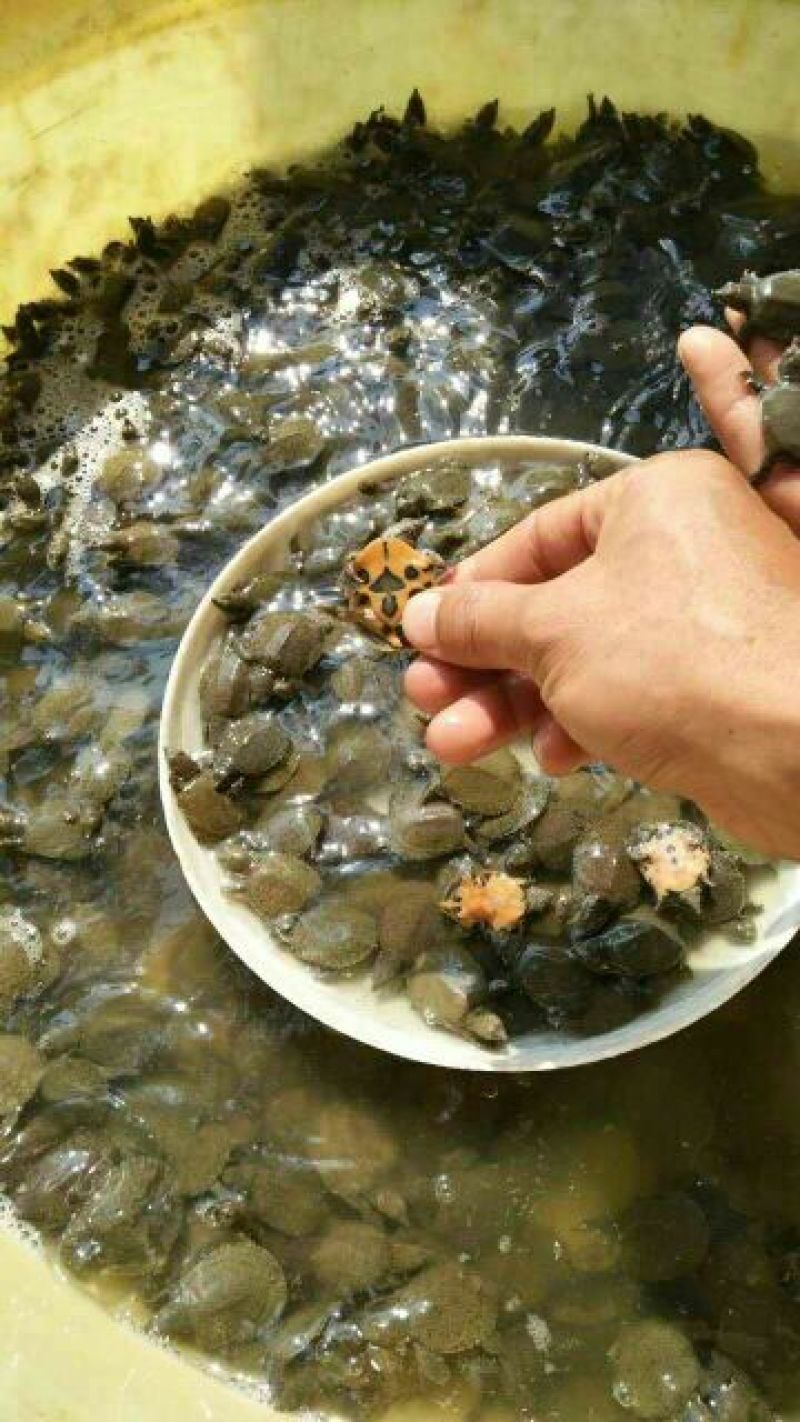 甲鱼苗鱼苗