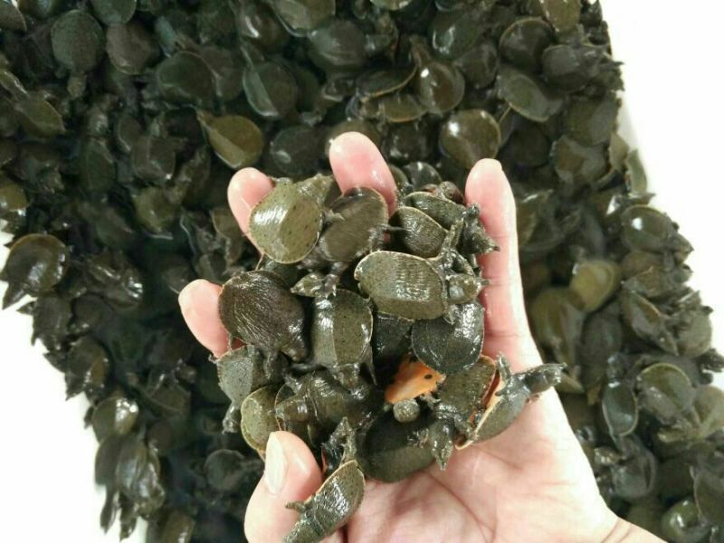 甲鱼苗鱼苗