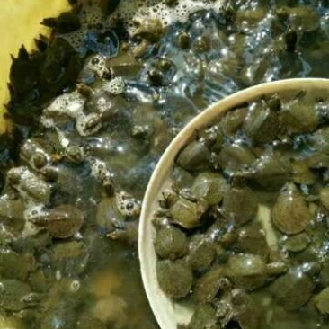甲鱼苗鱼苗
