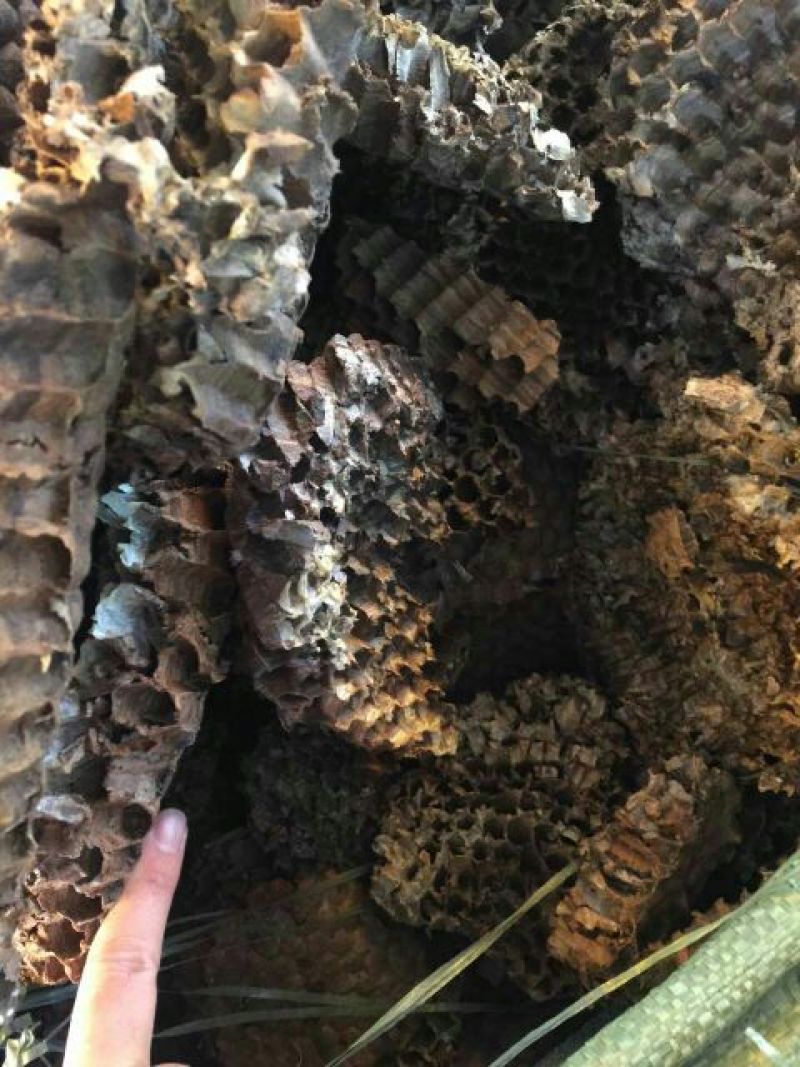 蜂房