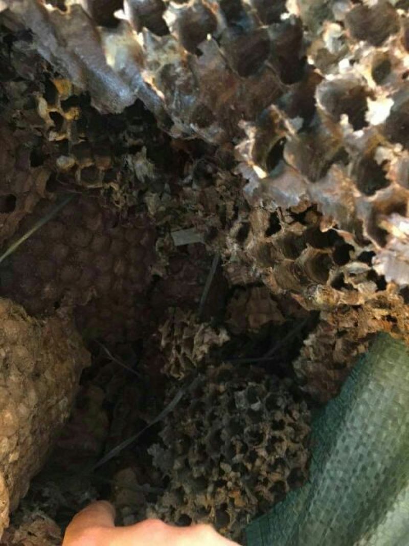 蜂房