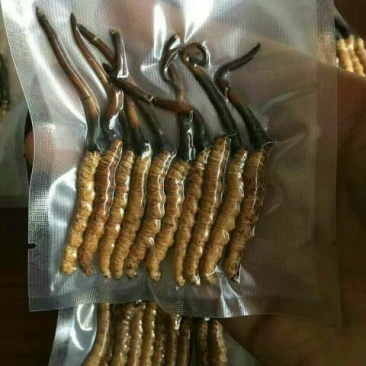 西藏那区，冬虫夏草袋装，真空包装，一颗33.精品大