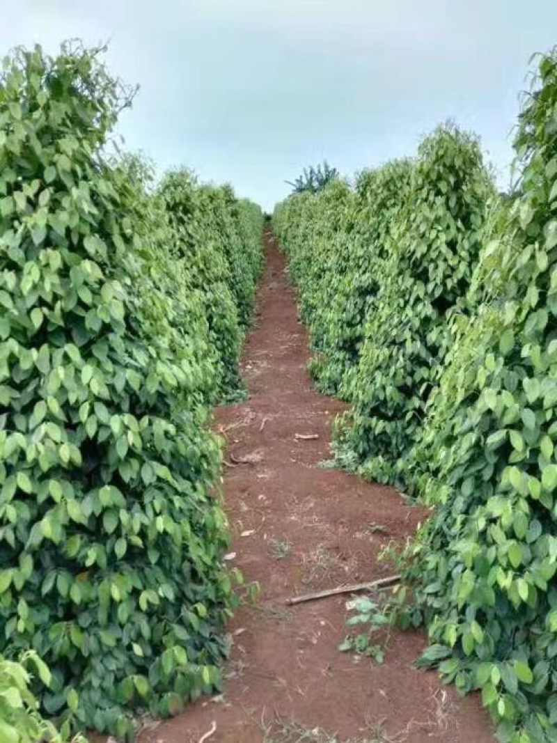 海南白胡椒粒500g农家特产一级白胡椒粉现磨批发代加工