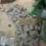 海南白胡椒粒500g农家特产一级白胡椒粉现磨批发代加工