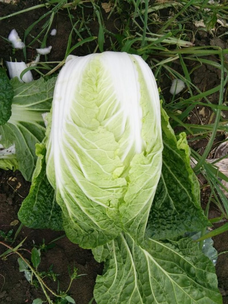 黄心白菜，产地大量供应，大小车随到随装，货源充足