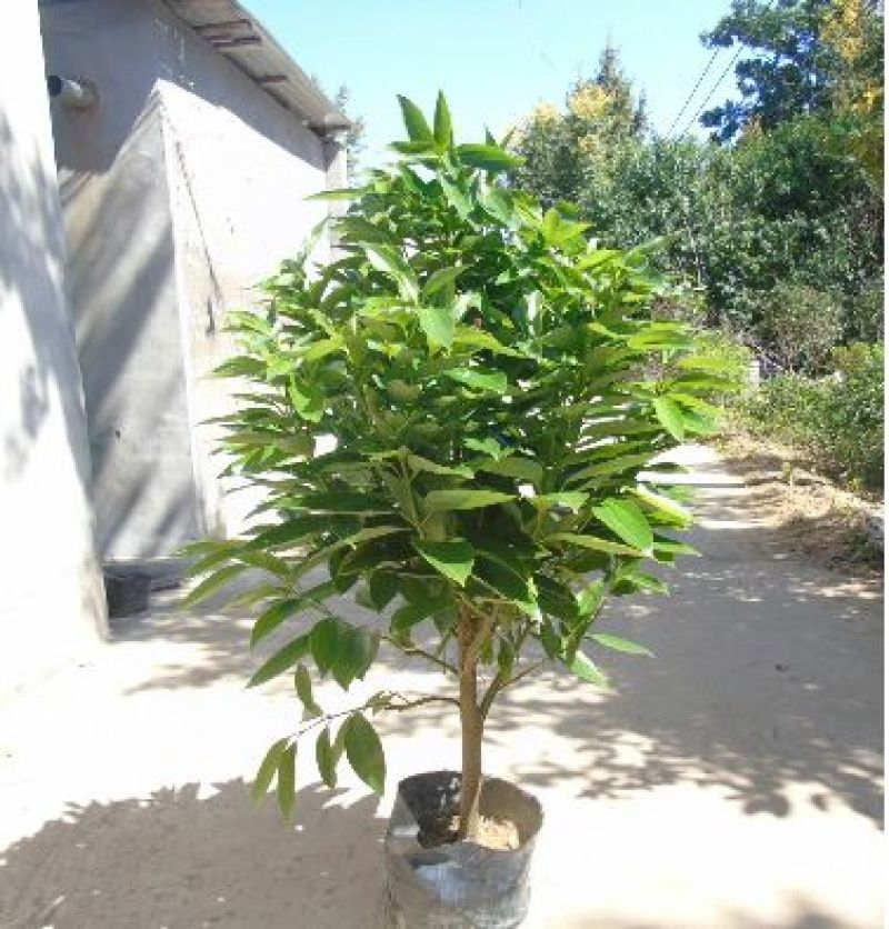 平安树100~150cm