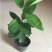 平安树100~150cm