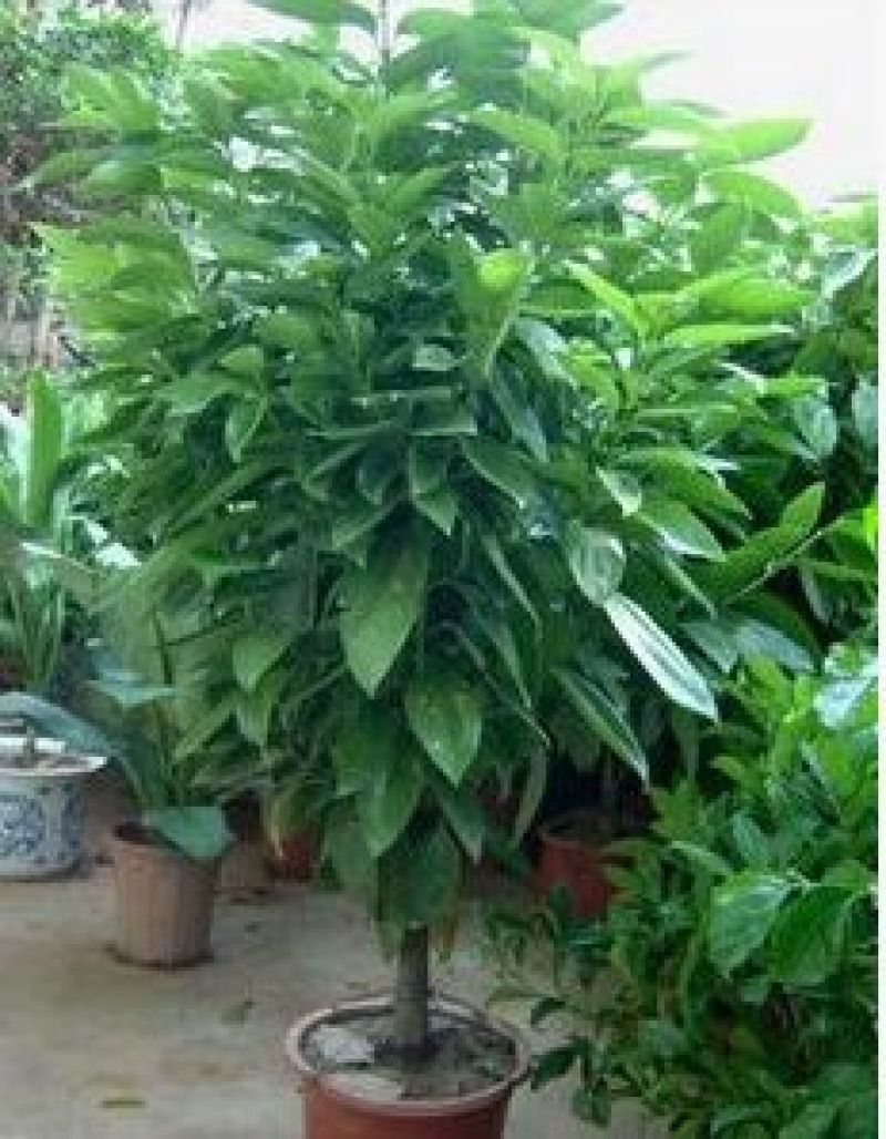 平安树100~150cm