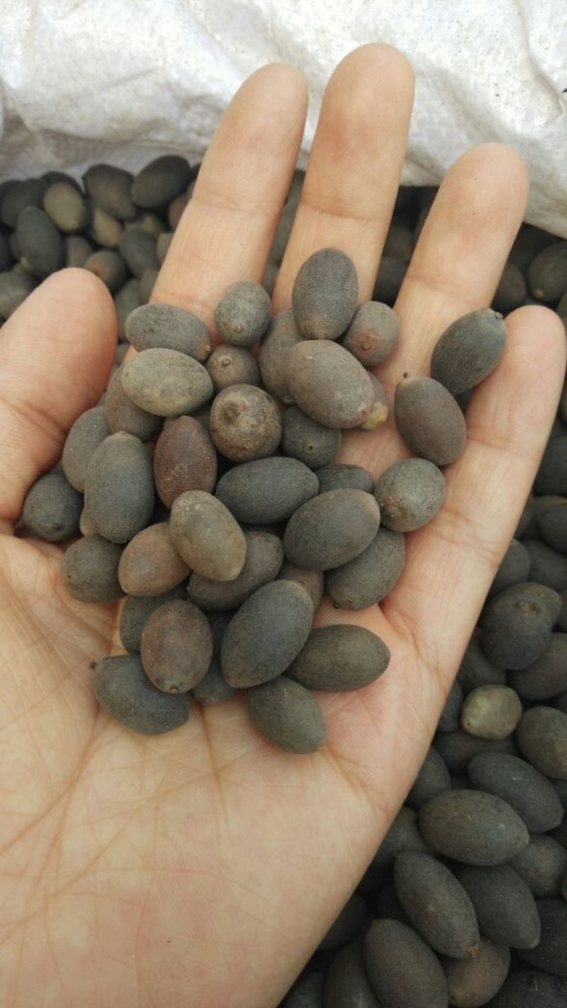 石莲子药用各种中药材批发零售各种规格中药材