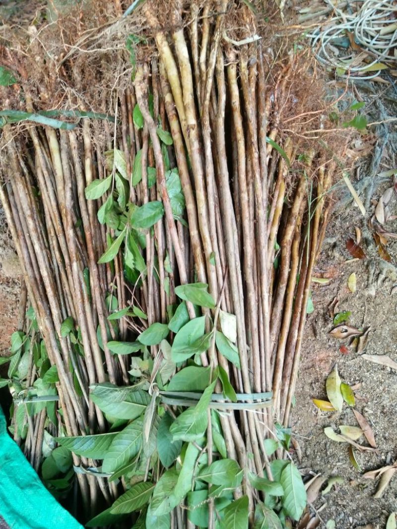 番石榴苗50~80cm
