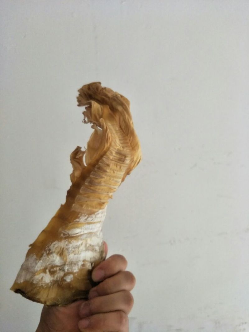 淡竹春笋10~15cm