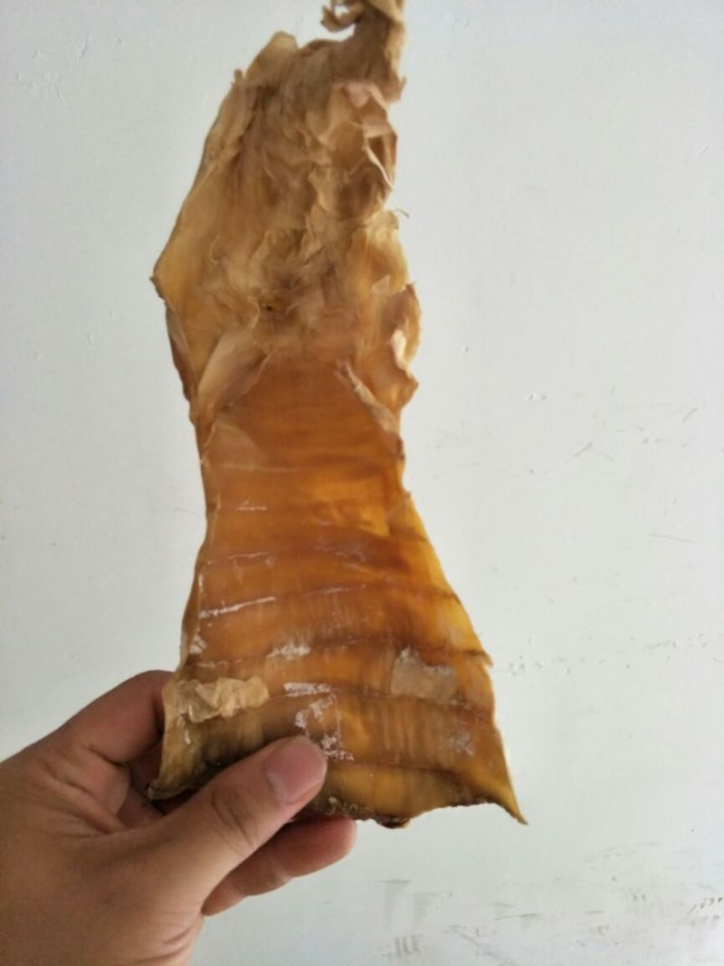 淡竹春笋10~15cm