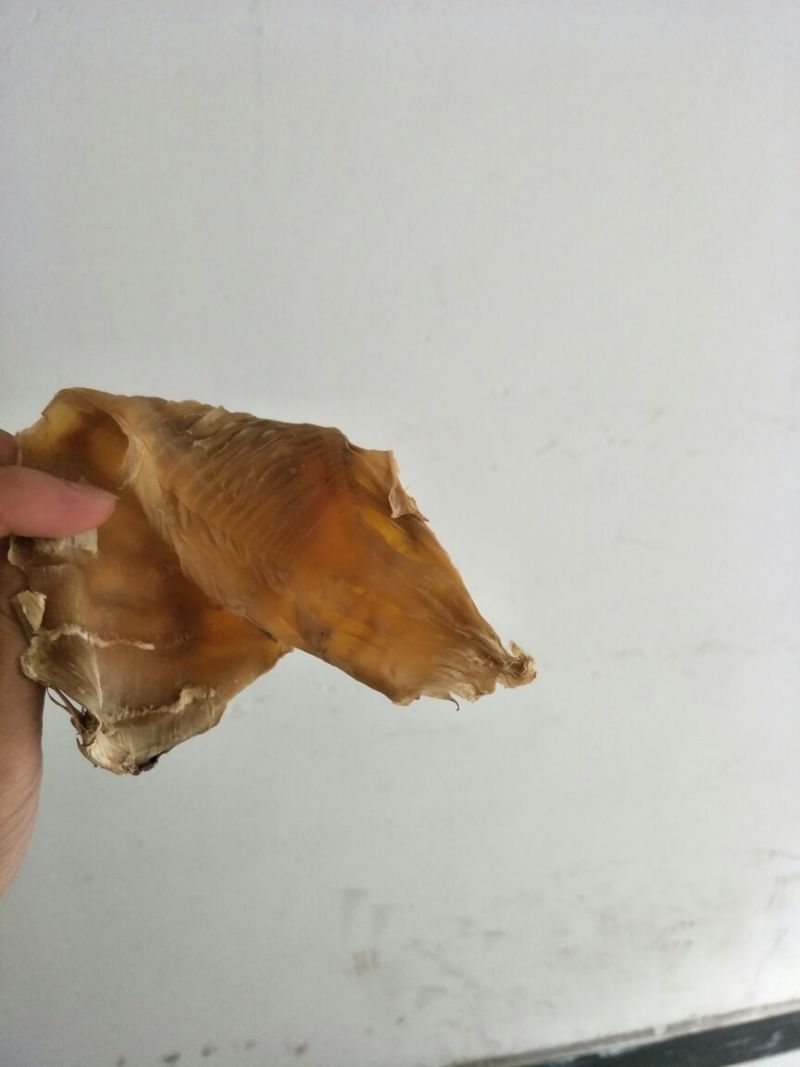淡竹春笋10~15cm