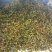 海南荔枝妃子笑2cm以上，欢迎电商，商超咨