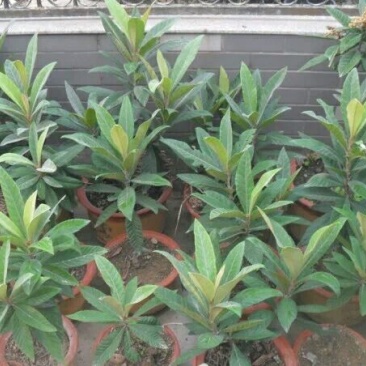 枇杷树苗30~50cm