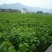 桑树苗60~80cm
