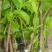 桑树苗60~80cm