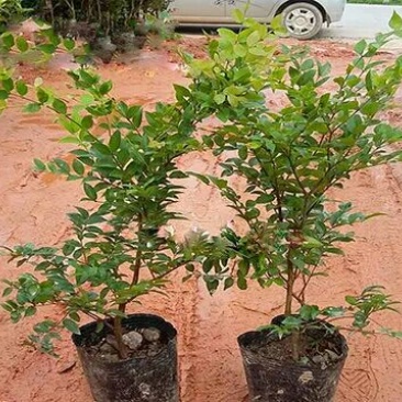嘉宝果树苗3年