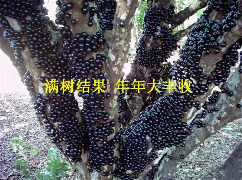 嘉宝果树苗3年