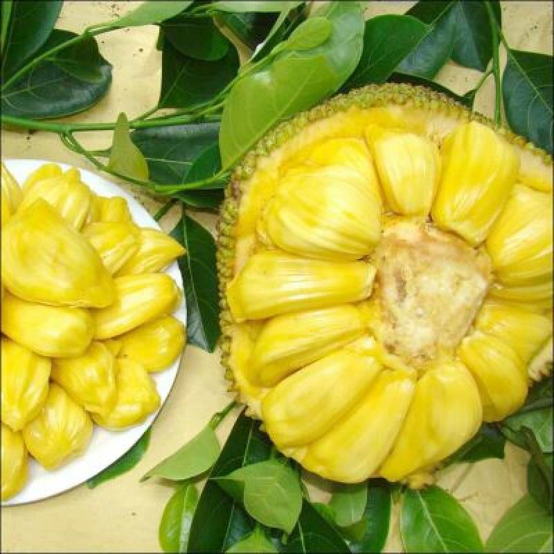 菠萝蜜苗稿接树