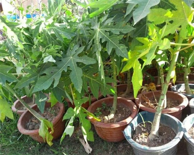 木瓜树苗30~50cm