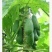 木瓜树苗30~50cm