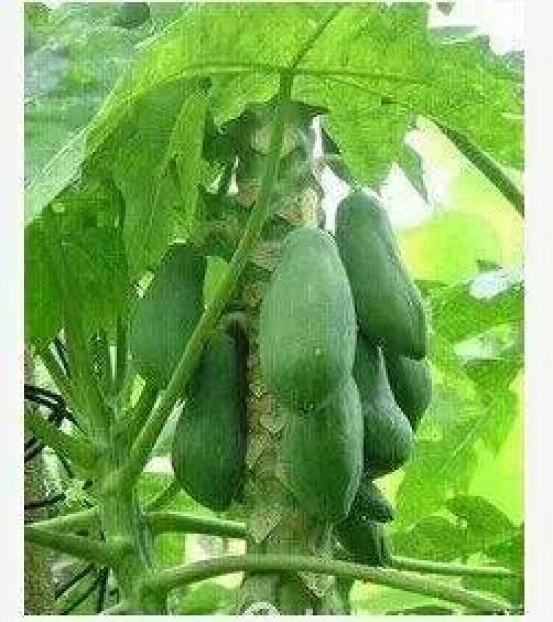 木瓜树苗30~50cm