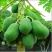 木瓜树苗30~50cm