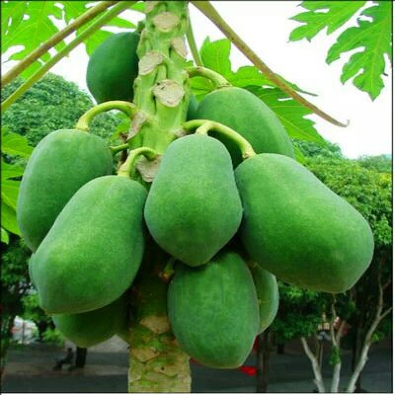 木瓜树苗30~50cm
